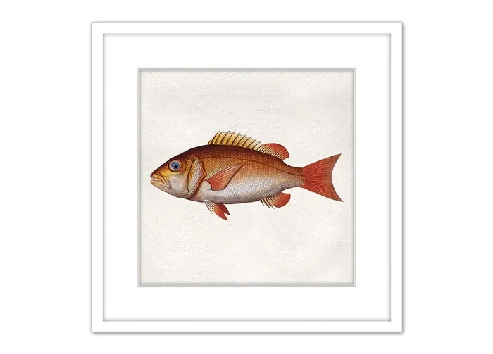 Cuadro PEZ NARANJA 42x42cm marca MARCOMUEBLE