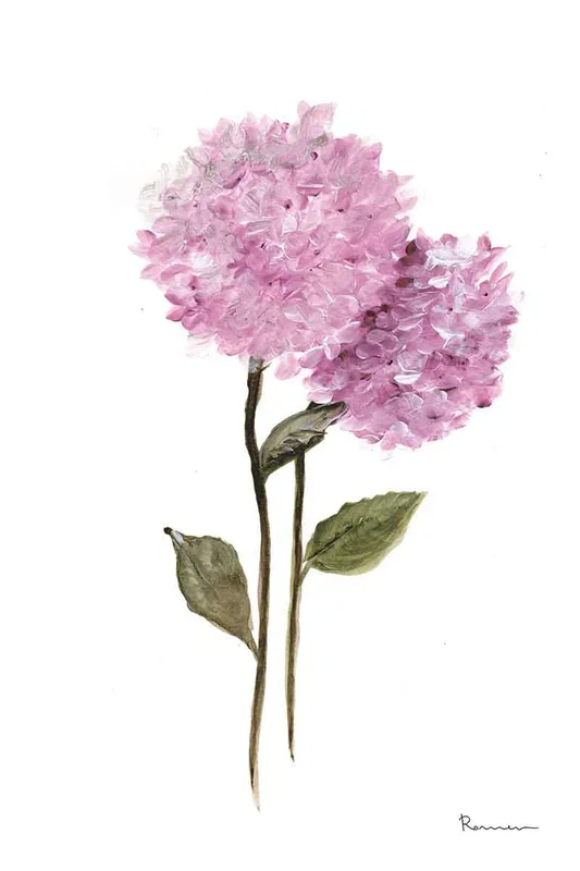 HORTENSIA MALVA II 90×60 – Drimdeco