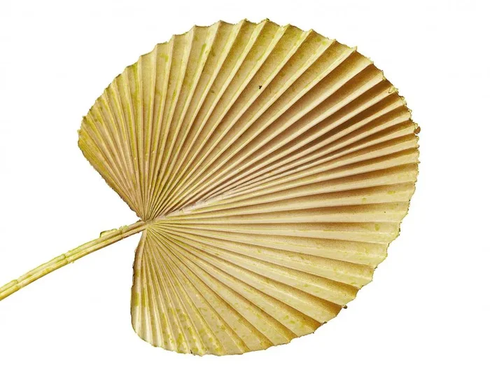 Rama Hoja De Palma Natural Pvc